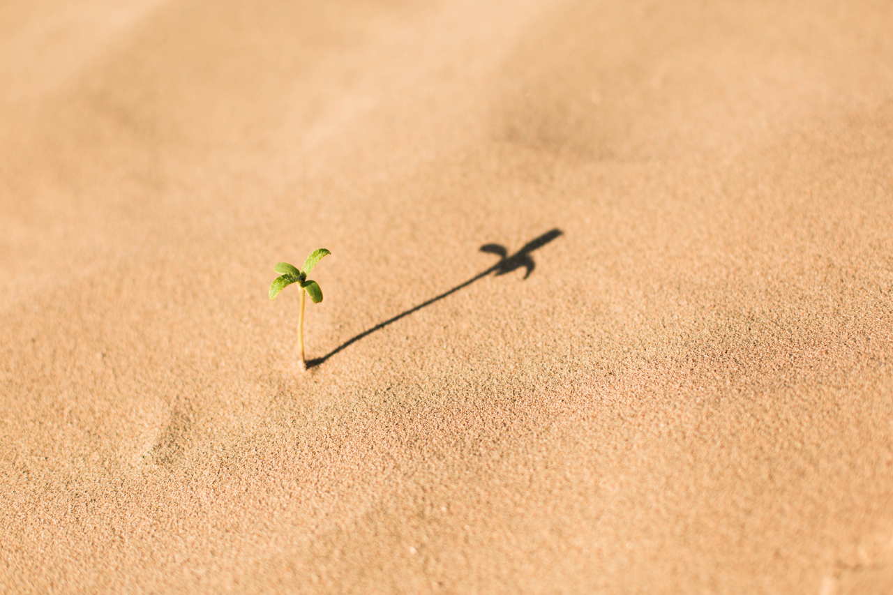 Hope for Dry Bones