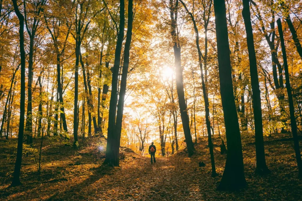 a man standing in a forest during fall, doing a reset