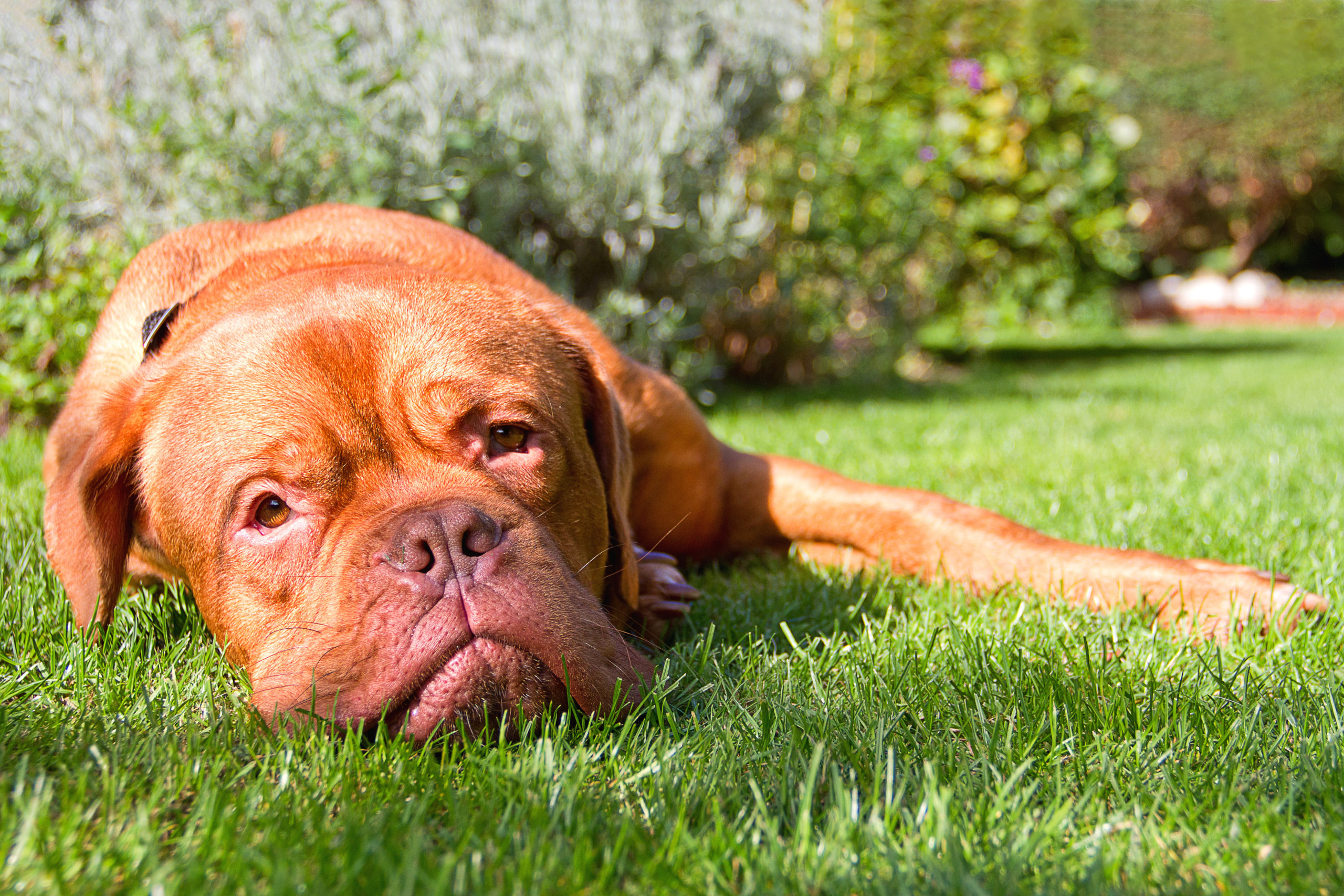 Tips from “Turner and Hooch”
